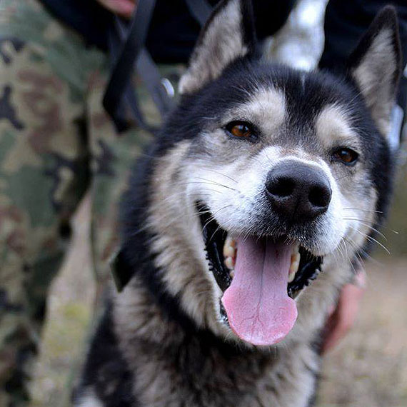 Trzeba gaska i ju! Psiaki szukaj domu! Nie pozwl im duej czeka!