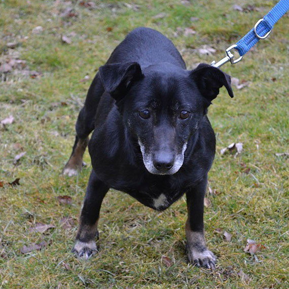 Trzeba gaska i ju! Psiaki szukaj domu! Nie pozwl im duej czeka!