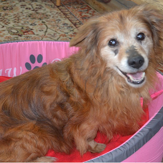 Trzeba gaska i ju! Psiaki szukaj domu! Nie pozwl im duej czeka!