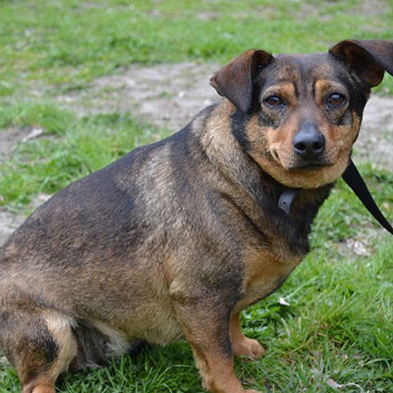 Trzeba gaska i ju! Psiaki szukaj domu! Nie pozwl im duej czeka!