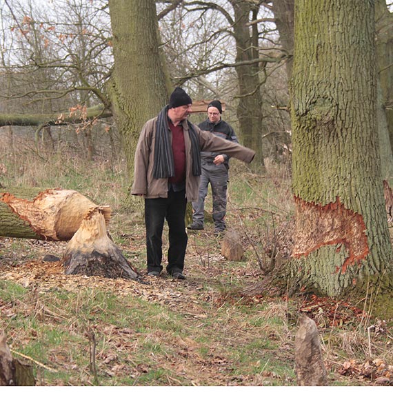 Pod zbami bobrw padaj dby, buki i jesiony