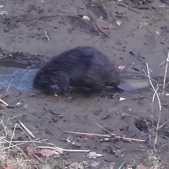 Pod zbami bobrw padaj dby, buki i jesiony