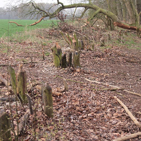 Pod zbami bobrw padaj dby, buki i jesiony