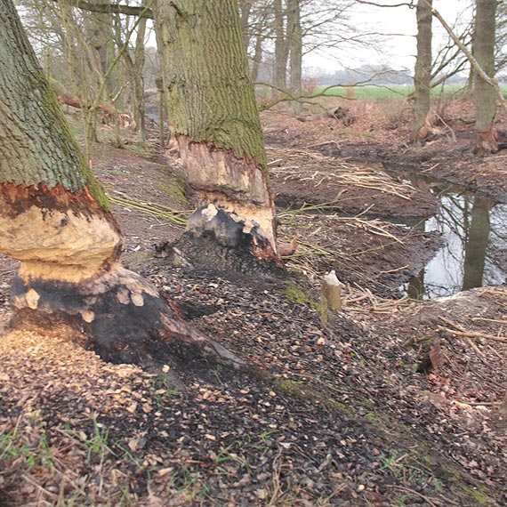 Pod zbami bobrw padaj dby, buki i jesiony