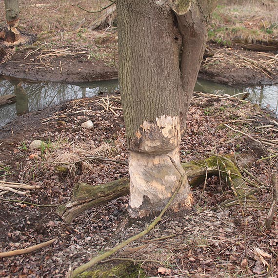 Pod zbami bobrw padaj dby, buki i jesiony
