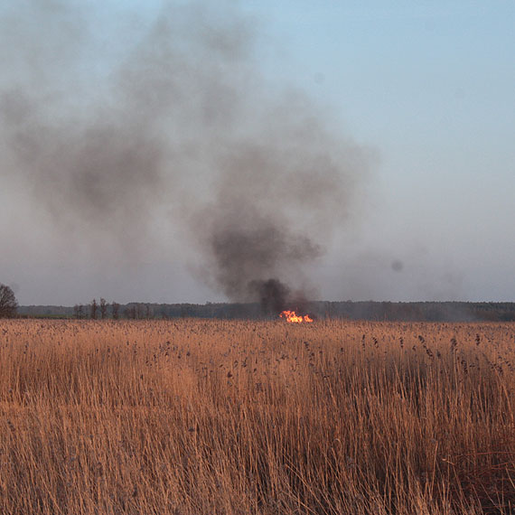 Czarny czwartek w powiecie kamieskim. Kilkanacie interwencji straakw, pony trawy i trzcinowiska
