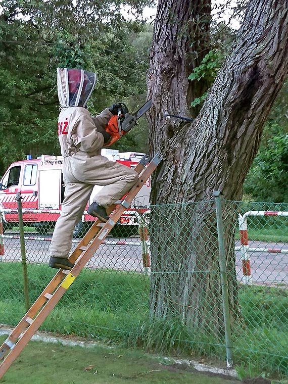 Strażacy ze Świerzna usunęli gniazdo szerszeni!