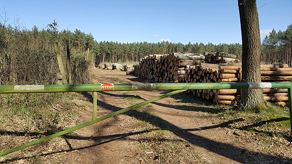 STOP. Do lasu wstp wzbroniony?