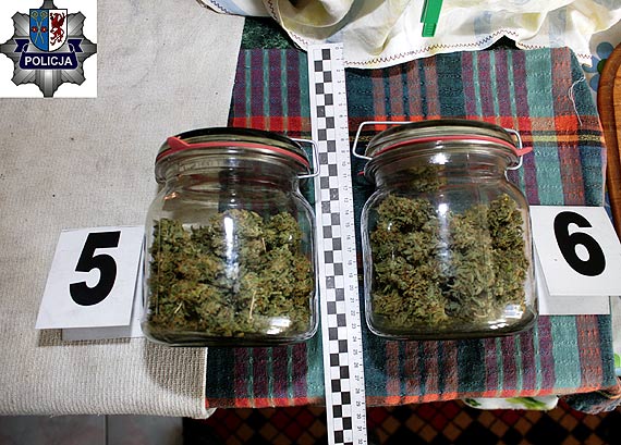 43-letni mieszkaniec Kamienia Pomorskiego, uprawia w domu konopie indyjskie! Kryminalni znaleli w jego mieszkaniu ponad 74 gramy marihuany!