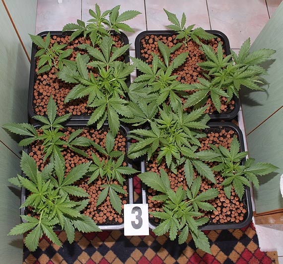 43-letni mieszkaniec Kamienia Pomorskiego, uprawia w domu konopie indyjskie! Kryminalni znaleli w jego mieszkaniu ponad 74 gramy marihuany!