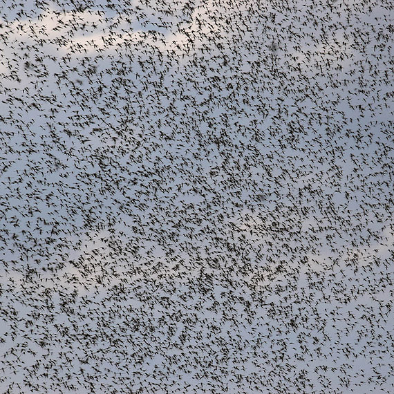 W grze sycha niezwyke buczenie... Nadlatuj!