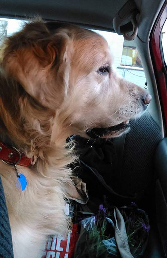 Waciciel poszukiwany!