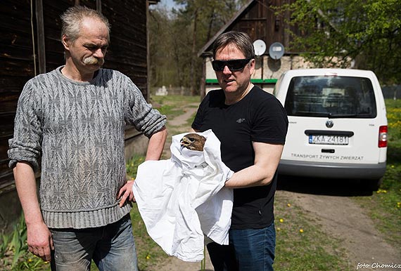 Uratowali rannego myszołowa. To kolejny ptak, któremu pomogli ludzie