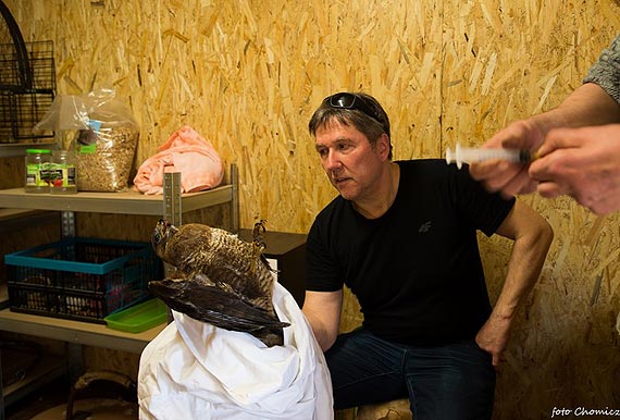 Uratowali rannego myszołowa. To kolejny ptak, któremu pomogli ludzie