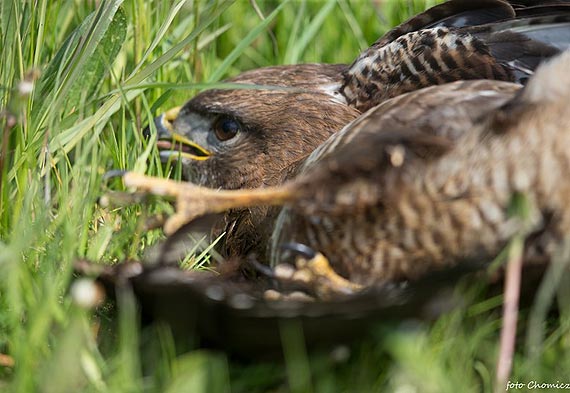 Uratowali rannego myszołowa. To kolejny ptak, któremu pomogli ludzie