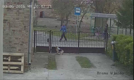 Szok! W Ugorach koo wierzna porwali psa