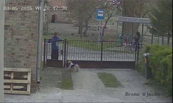 Szok! W Ugorach koo wierzna porwali psa