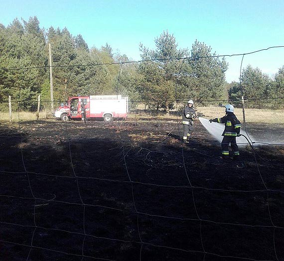 Straacy z OSP wierzno znw w akcji! Walczyli z szalejcym na 40 arach poarem traw i drzew!