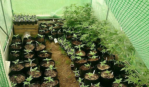 Bia�ogardzcy policjanci zlikwidowali kolejn� plantacj� konopi