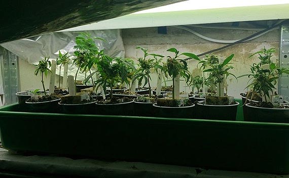 Bia�ogardzcy policjanci zlikwidowali kolejn� plantacj� konopi