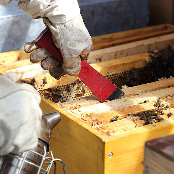 Szok! Zodzieje ukradli pszczoy...