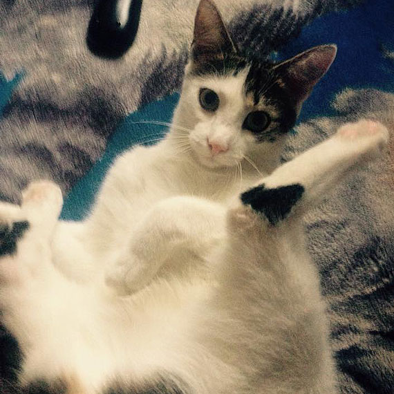 W Kamieniu Pomorskim zagin kocurek! Waciciele prosz o pomoc w poszukiwaniach!