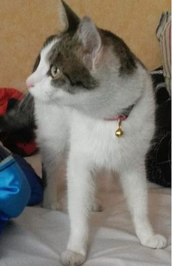 W Kamieniu Pomorskim zagin kocurek! Waciciele prosz o pomoc w poszukiwaniach!