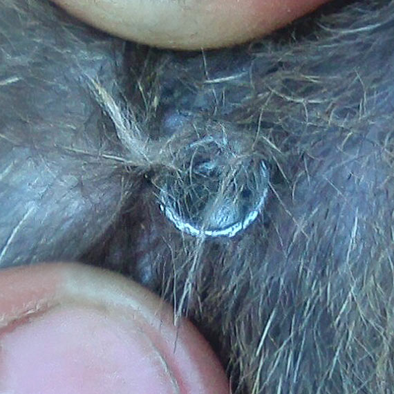 Kto strzela do kotów? Snajper psychopata z wiatrówką grasuje w Górkach