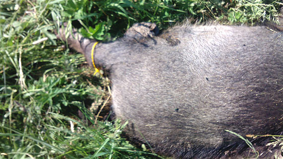 Czytelnik: Kto zgubi dzika? - niecodzienne znalezisko w przydronym rowie