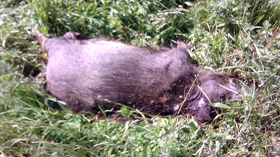 Czytelnik: Kto zgubi dzika? - niecodzienne znalezisko w przydronym rowie