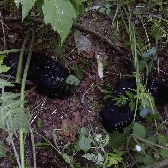 49- latek chcia� zabi� trzy szczeniaki! Na szcz�cie pomoc przysz�a w por�!