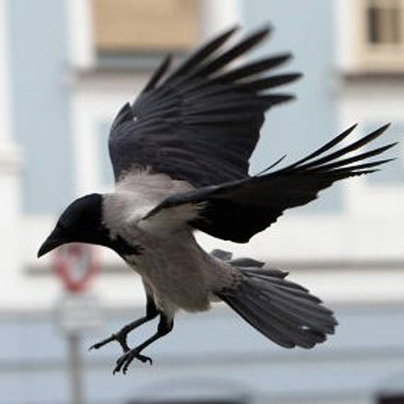 Niespodziewany atak z nieba. Uważajcie!