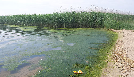 Czytelnik: Na wolińskiej plaży obraz nędzy i rozpaczy! Gnijące wodorosty odstraszają plażowiczów!