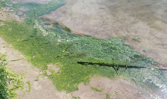 Czytelnik: Na woliskiej play obraz ndzy i rozpaczy! Gnijce wodorosty odstraszaj plaowiczw!