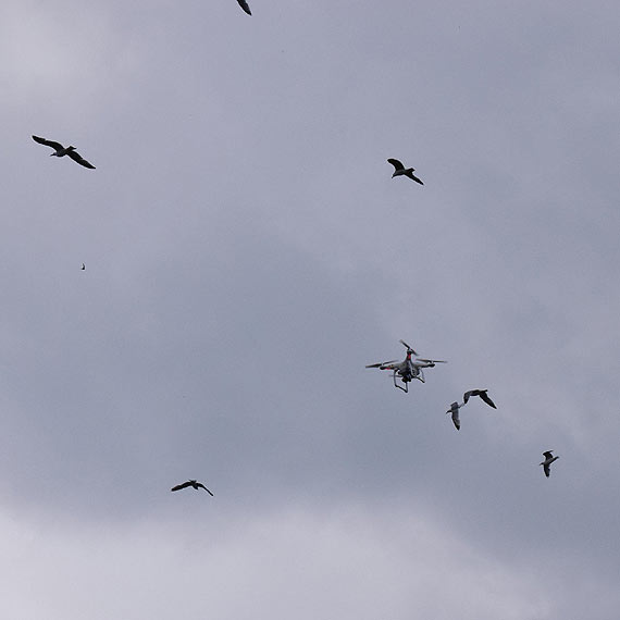 Mewy walcz z latajcymi robotami! Sytuacja moga zakoczy si tragicznie...