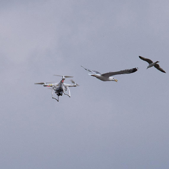 Mewy walcz z latajcymi robotami! Sytuacja moga zakoczy si tragicznie...