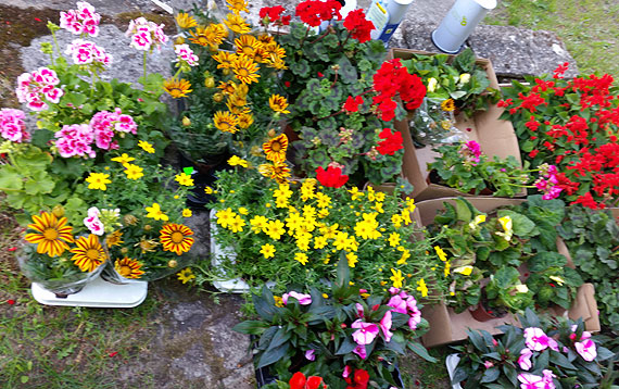 Akcja kwiatki za elektroodpadki zakoczona sukcesem