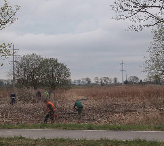 Milion osiemset tysicy zotych kary administracyjnej ma zapaci PGK Spka z o.o. w Kamieniu Pomorskim za nielegalne wycicie drzew