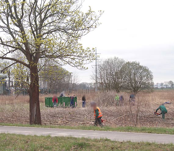 Milion osiemset tysicy zotych kary administracyjnej ma zapaci PGK Spka z o.o. w Kamieniu Pomorskim za nielegalne wycicie drzew
