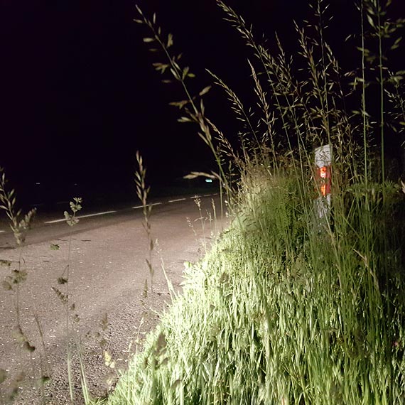 Uwaajcie na drogow dungl. Po zderzeniu ze zwierzciem nie licz te na odszkodowanie!