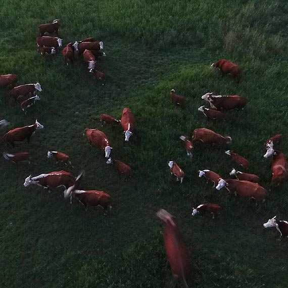 Turysta usysza przeraliwe muczenie. Zobacz film!