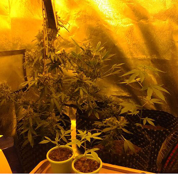 Zlikwidowana kolejna plantacja marihuany