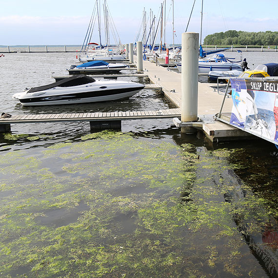 Czytelnik: Zaniedbana marina a razi w oczy! Nikt tutaj nie sprzta?