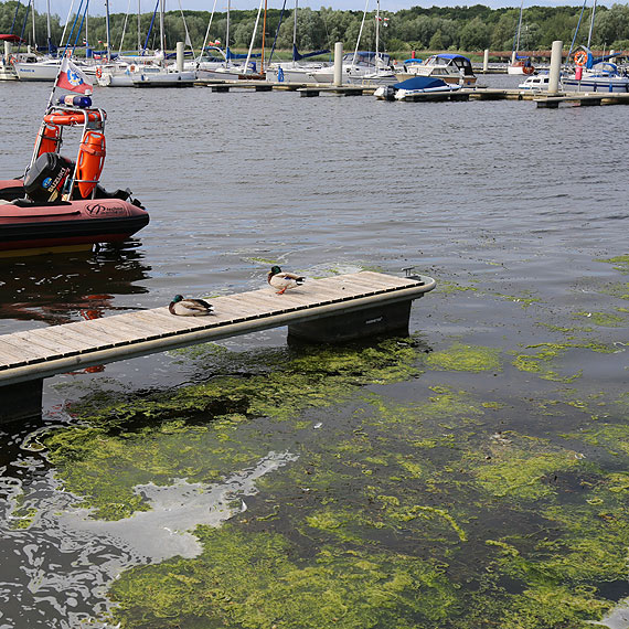 Czytelnik: Zaniedbana marina a razi w oczy! Nikt tutaj nie sprzta?