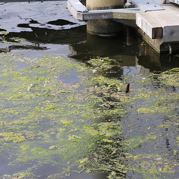 Czytelnik: Zaniedbana marina a razi w oczy! Nikt tutaj nie sprzta?