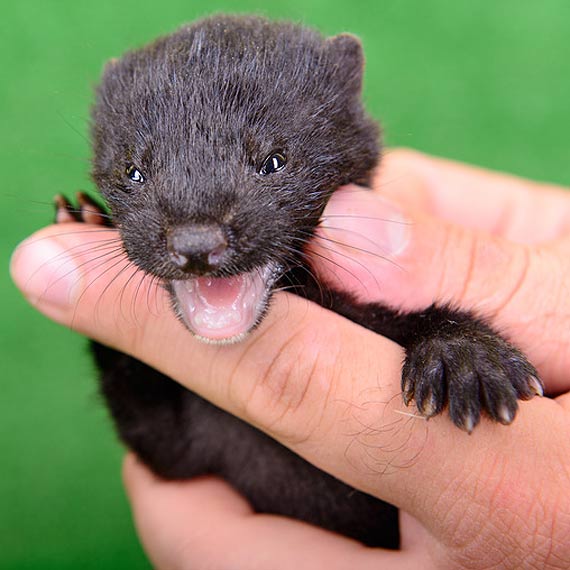 Mieszkacy nie chc norek. A burmistrz? Zadecyduj radni