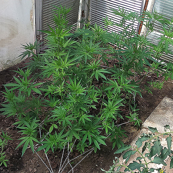 30- latek w swoim ogr�dku dzia�kowym hodowa� nie tylko pomidory! 