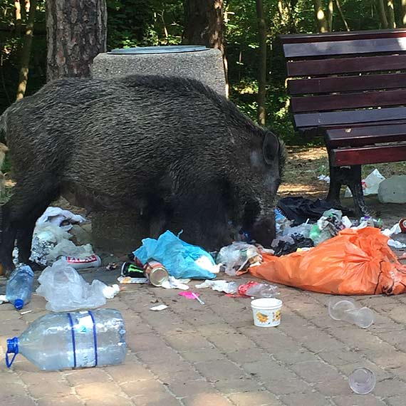 Pierwsi turyci na midzyzdrojskiej promenadzie 