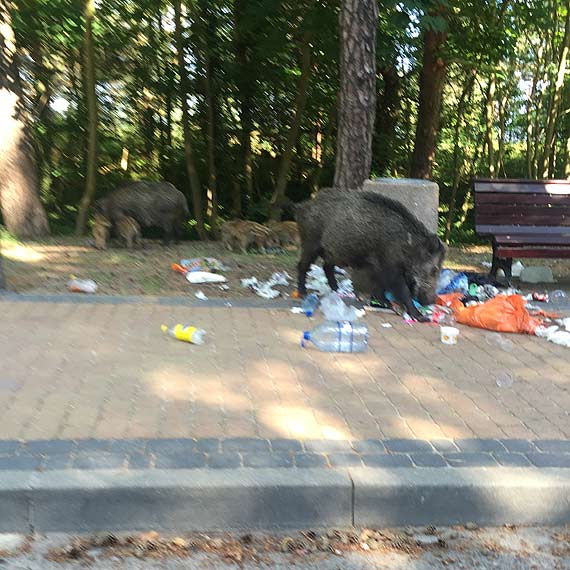 Pierwsi turyści na międzyzdrojskiej promenadzie