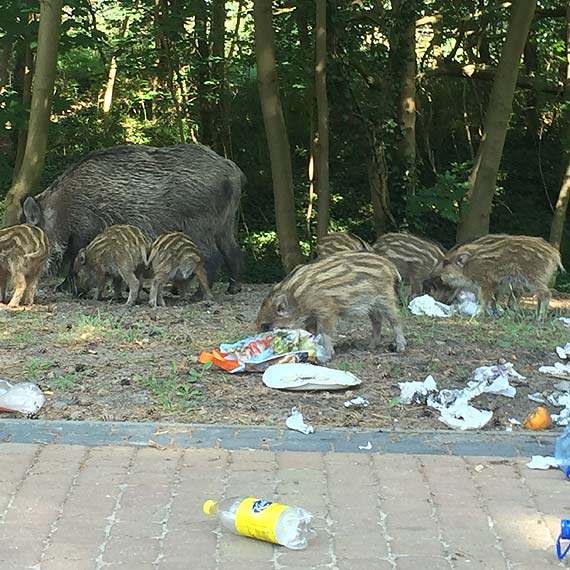 Pierwsi turyści na międzyzdrojskiej promenadzie